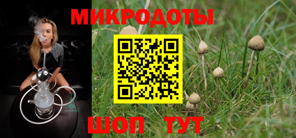 Псилоцибиновые грибы Psilocybe Минусинск